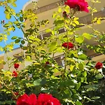 מלון Joya Park