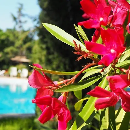 Joya Park 4* Златни пясъци