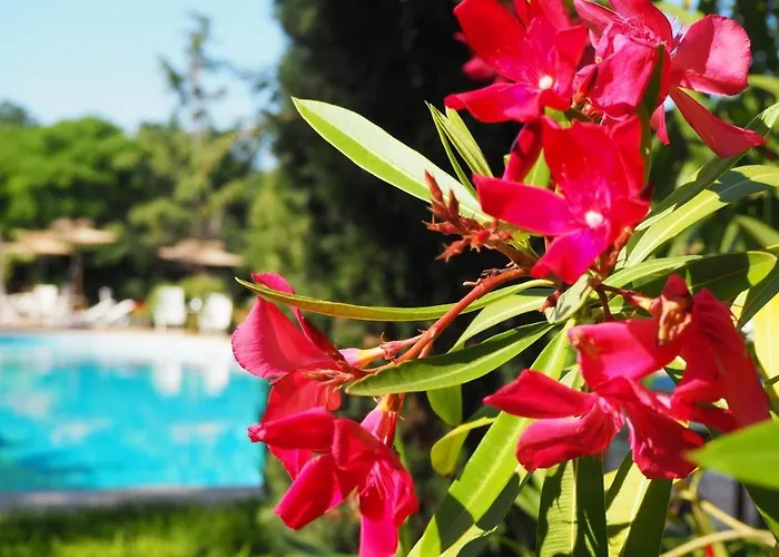 Joya Park 4* Nisipurile de Aur